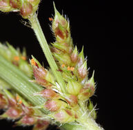 Image of barnyard grass
