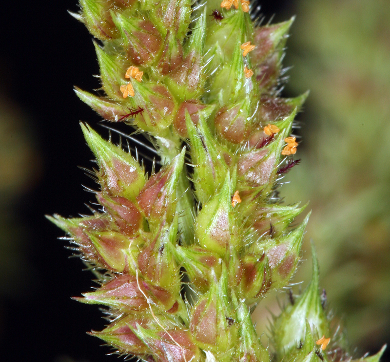 Image of barnyard grass