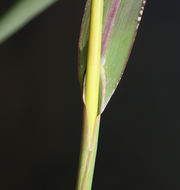 Image of barnyard grass