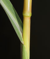 Image of barnyard grass