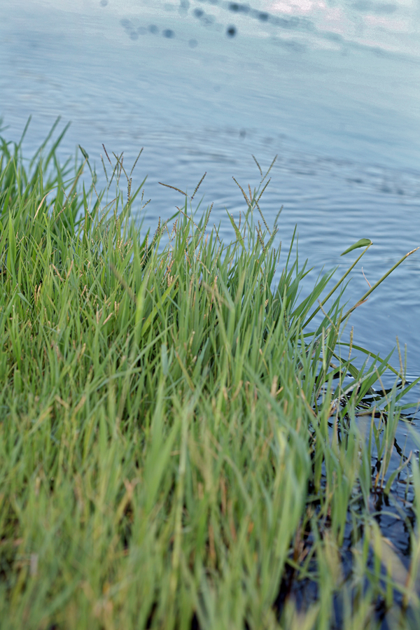 Image of Buffalo Quick Paspalum