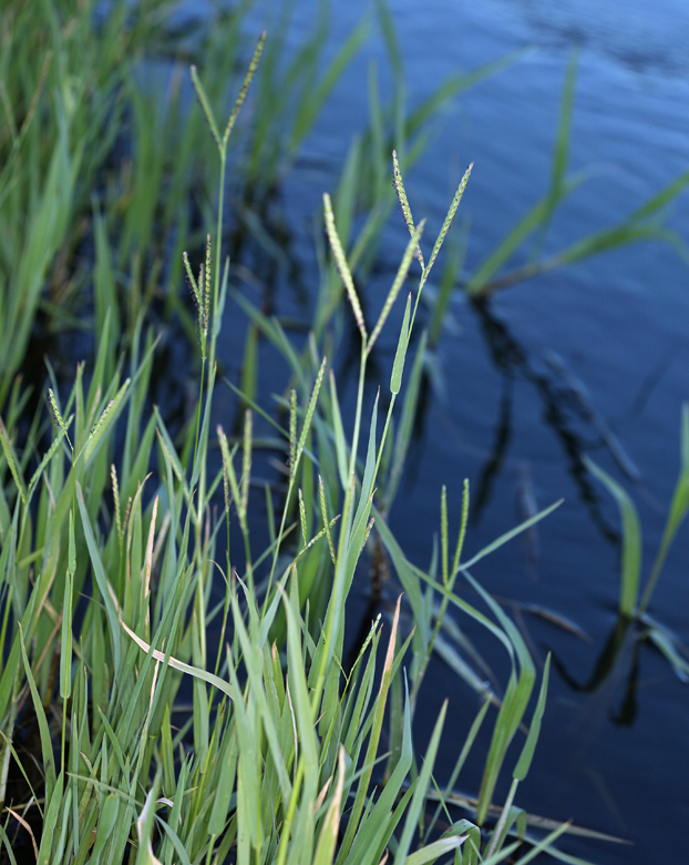 Image of Buffalo Quick Paspalum