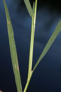 Image of Buffalo Quick Paspalum