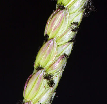 Image of Buffalo Quick Paspalum