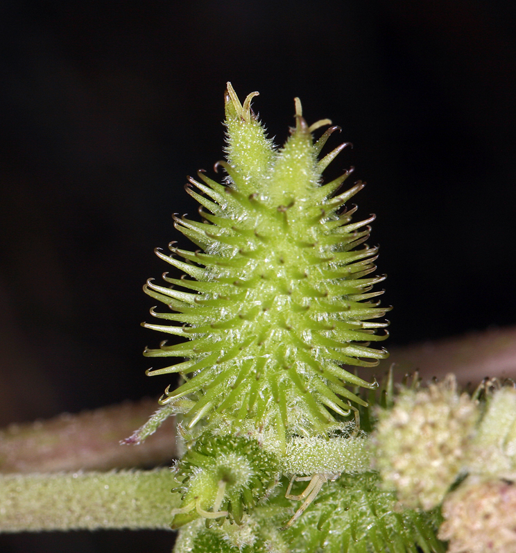 Imagem de Xanthium strumarium L.