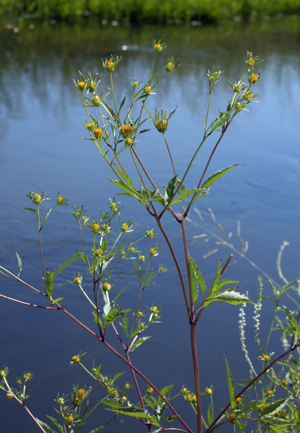 صورة Bidens frondosa L.