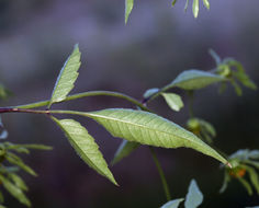 صورة Bidens frondosa L.