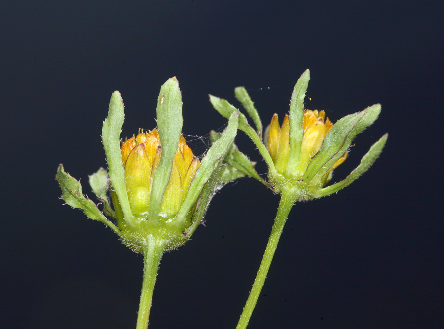 صورة Bidens frondosa L.