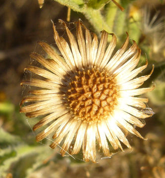 Слика од Heterotheca grandiflora Nutt.