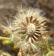 Слика од Heterotheca grandiflora Nutt.