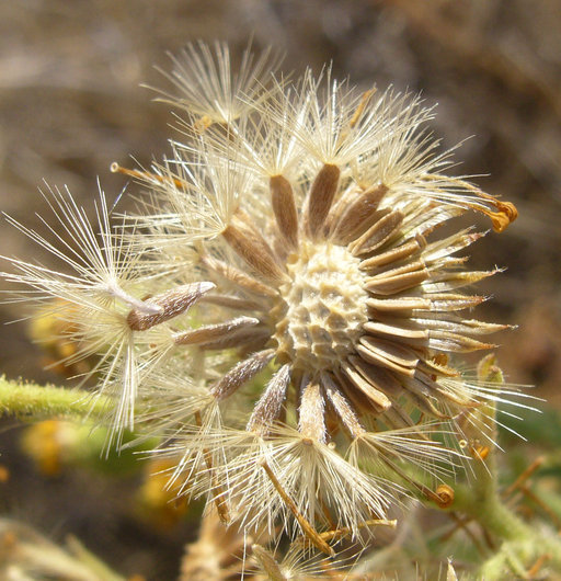 Слика од Heterotheca grandiflora Nutt.