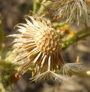 Слика од Heterotheca grandiflora Nutt.