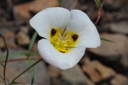 Calochortus leichtlinii Hook. fil. resmi