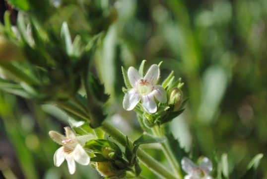 صورة Penstemon sudans M. E. Jones