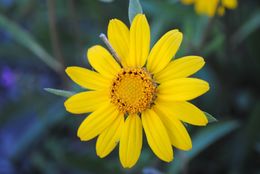 Image of Nevada helianthella