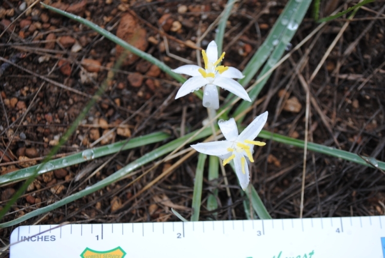 Image of common starlily