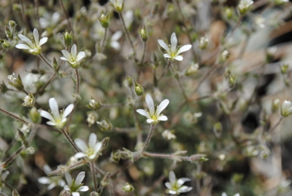 صورة <i>Minuartia nuttallii</i> var. <i>gregaria</i>