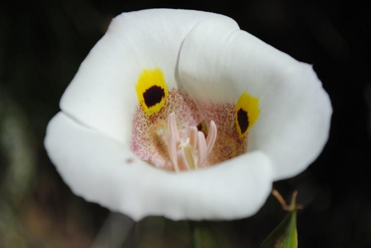 Image of superb mariposa lily