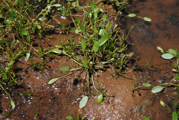 Limosella aquatica L. resmi