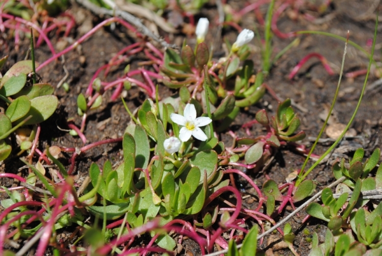 Image of water minerslettuce