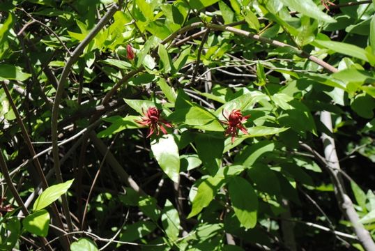 Image de Calycanthus occidentalis Hook. & Arn.