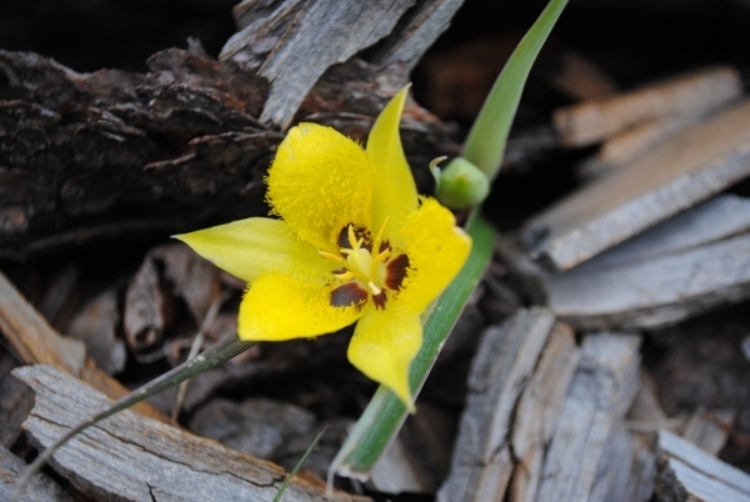 Calochortus monophyllus (Lindl.) Lem. resmi