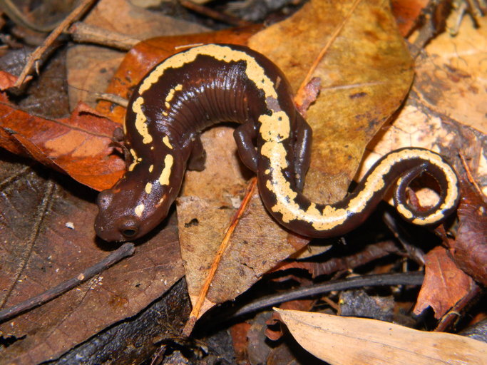 Image of Müller's Mushroomtongue Salamander