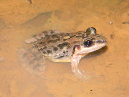 Image of American White Lipped Frog