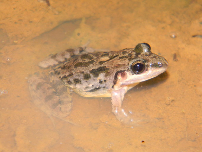 Image of American White Lipped Frog