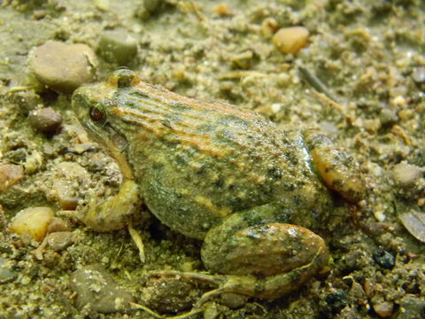 Image of Black Jungle-Frog