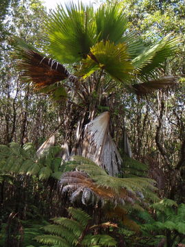 Pritchardia beccariana Rock的圖片