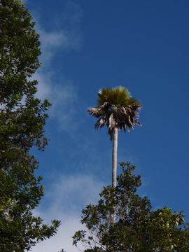 صورة Pritchardia beccariana Rock