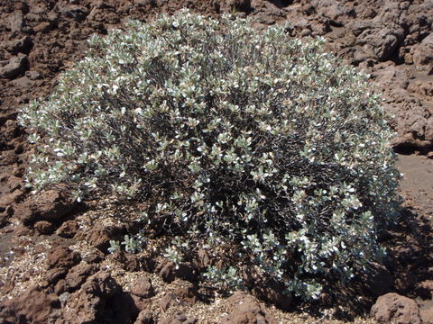 Imagem de Geranium cuneatum subsp. hololeucum (A. Gray) Carlquist & Bissing