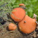 Image of Scutellinia kerguelensis (Berk.) Kuntze 1891