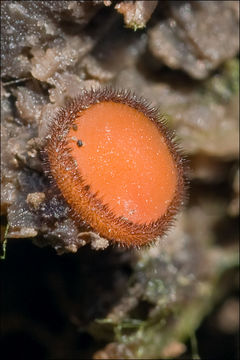 Image of Scutellinia kerguelensis (Berk.) Kuntze 1891