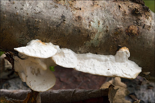 Image de Polypore isabelle