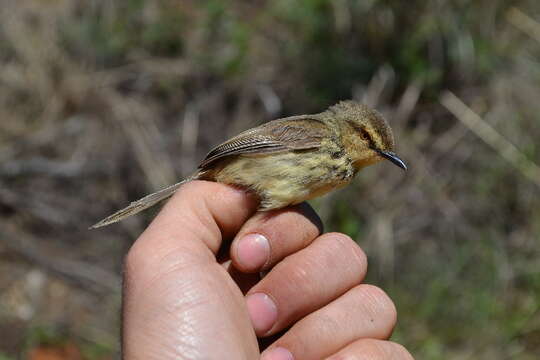 صورة Prinia Horsfield 1821