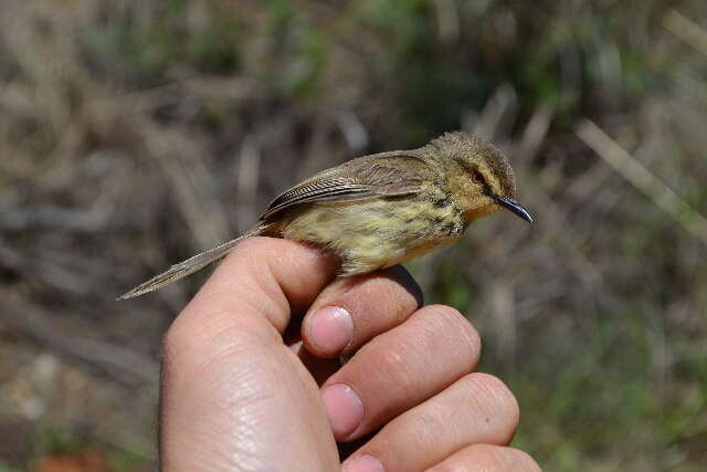 Image of Prinia Horsfield 1821