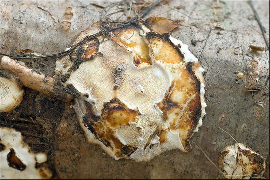 Image de Polypore isabelle