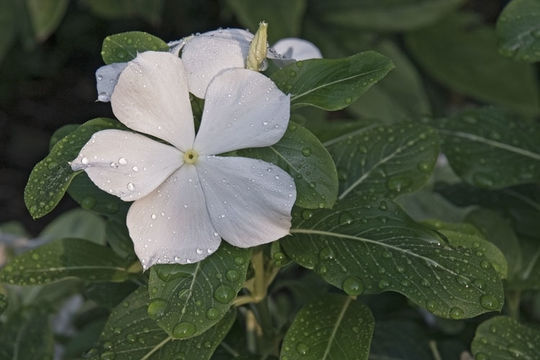 Image of Madagascar periwinkle