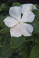 Image of Madagascar periwinkle