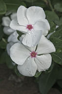 Image of Madagascar periwinkle