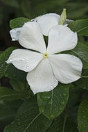 Image of Madagascar periwinkle