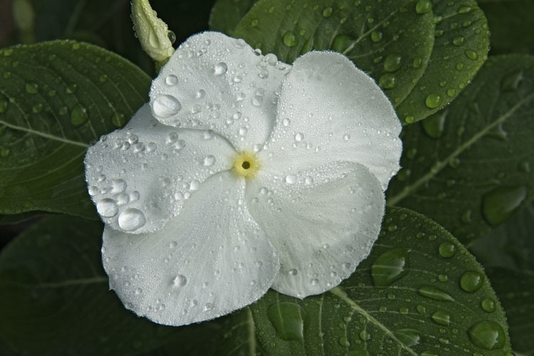 Image of Madagascar periwinkle