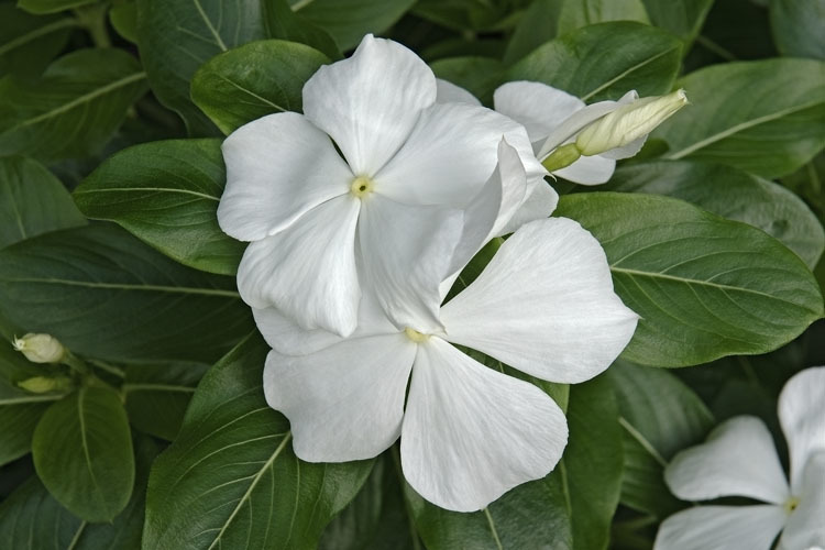 Image of Madagascar periwinkle