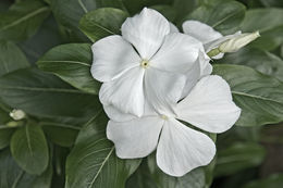 Image of Madagascar periwinkle