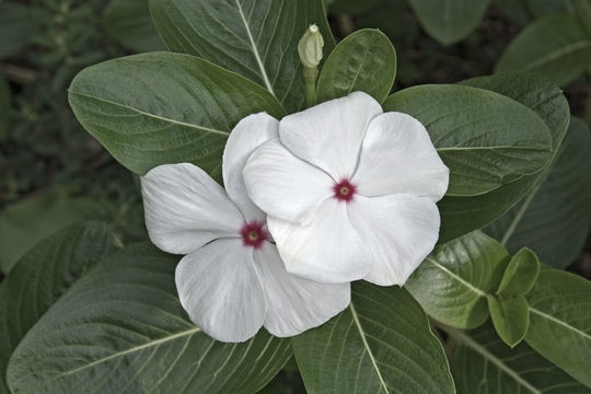 Image of Madagascar periwinkle