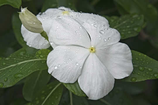 Image of Madagascar periwinkle