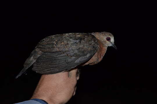 Image of Columba Linnaeus 1758