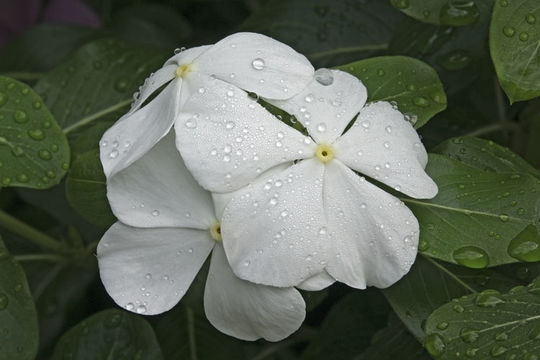 Image of Madagascar periwinkle